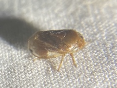 Clastoptera testacea