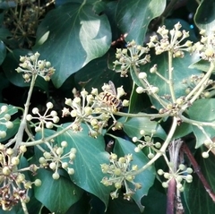 Myathropa florea