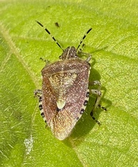Dolycoris baccarum