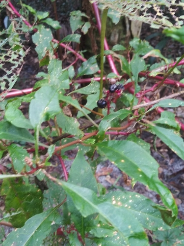 Phytolaccaceae image
