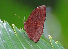 Elymnias hypermnestra beatrice
