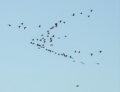 Branta hutchinsii