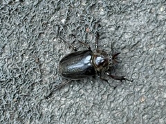 Sphaenognathus alticollis