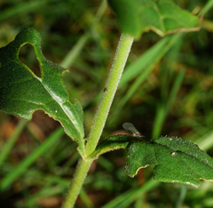 Veronica orchidea
