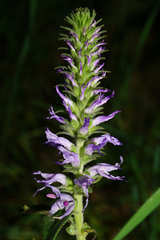 Veronica orchidea