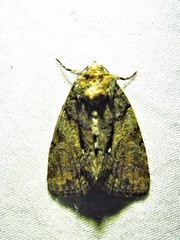 Chytonix