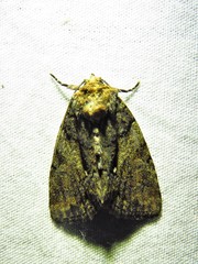 Chytonix
