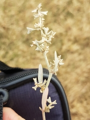 Atriplex pedunculata