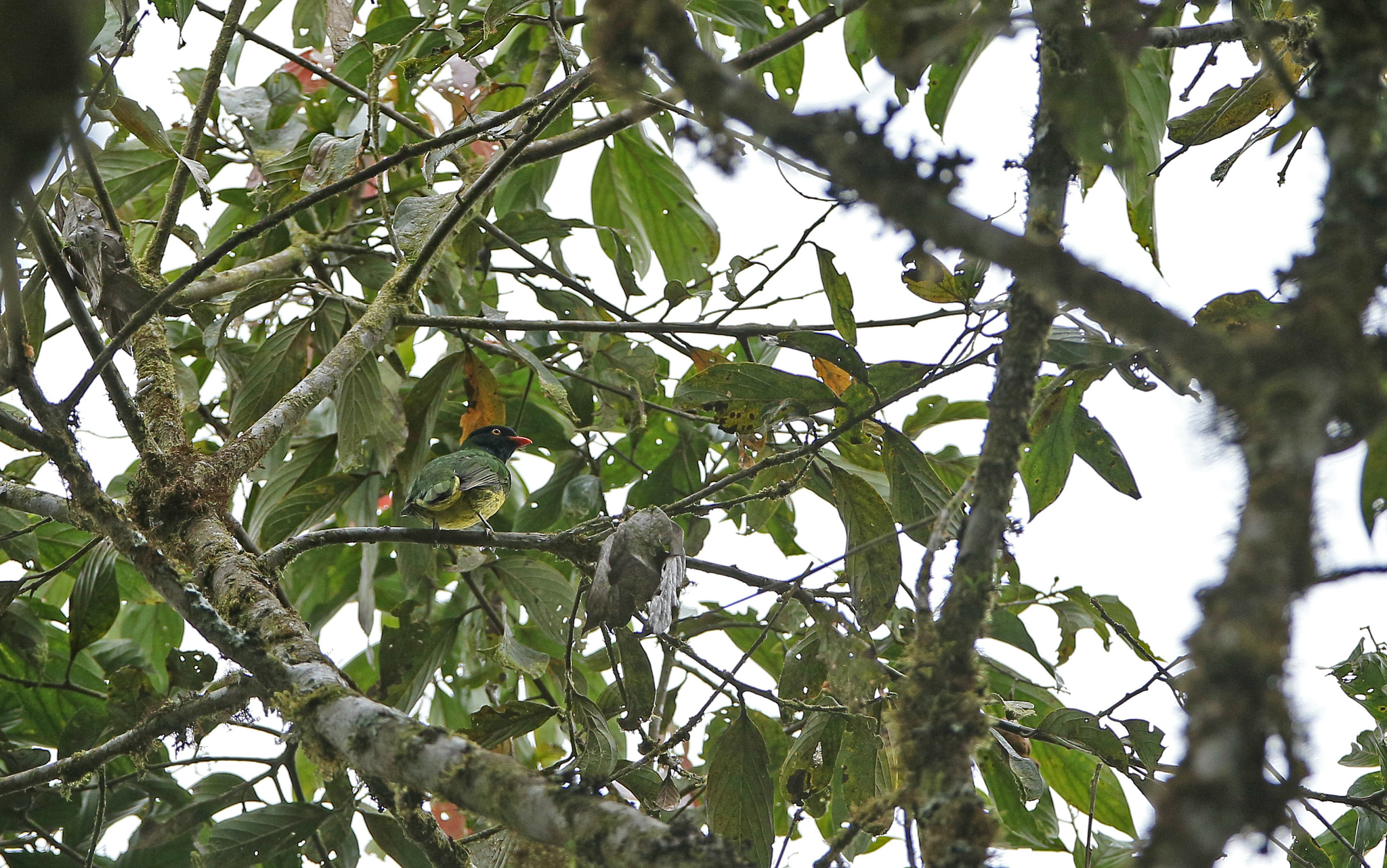 Black-chested Fruiteater (Pipreola lubomirskii), photo 3