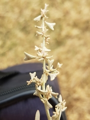 Atriplex pedunculata
