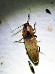 Conoderus xysticus