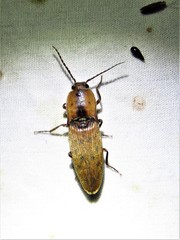 Conoderus xysticus