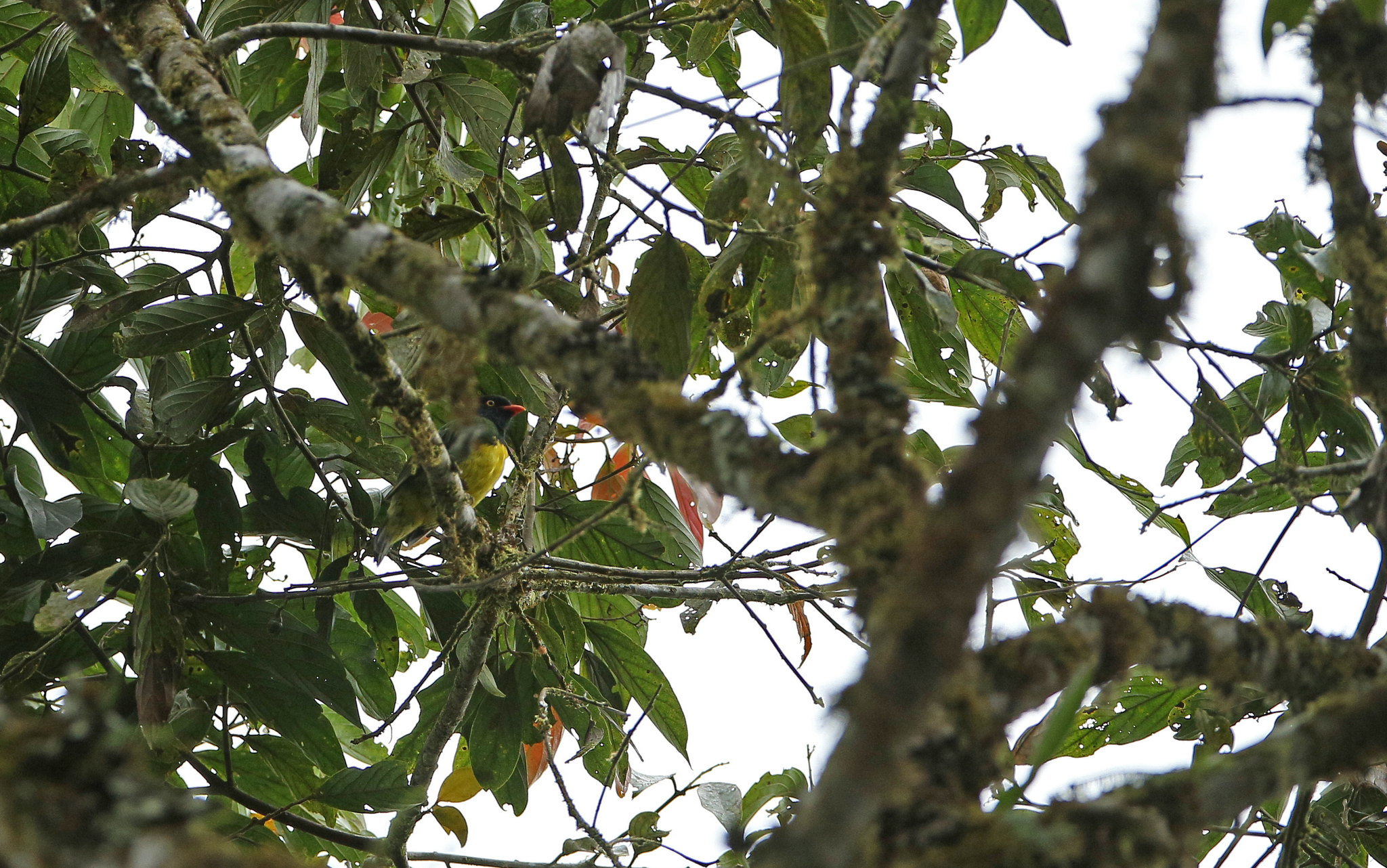 Black-chested Fruiteater (Pipreola lubomirskii), photo 4