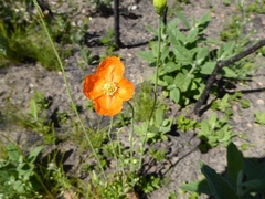 Papaver californicum