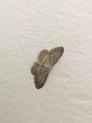 Idaea seriata