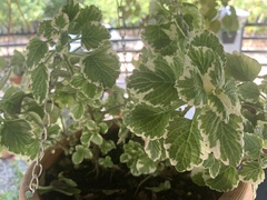 Coleus forsteri