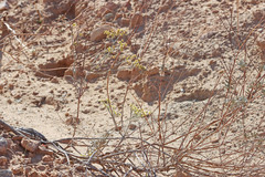 Eriogonum leptocladon