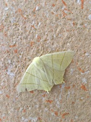 Ourapteryx sambucaria