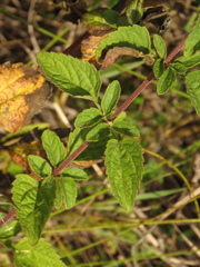 Stevia ovata