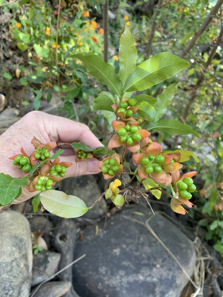 Ochna serrulata, Krige, Stellenbosch, WC, ZA