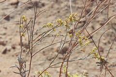 Eriogonum leptocladon