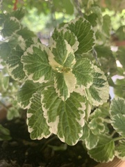 Coleus forsteri