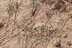 Eriogonum leptocladon