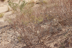 Eriogonum leptocladon