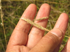 Bothriochloa saccharoides