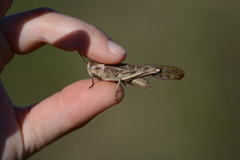 Locusta migratoria cinerascens