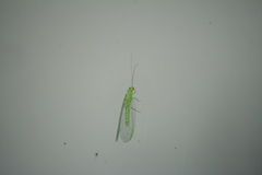 Pseudomallada prasinus