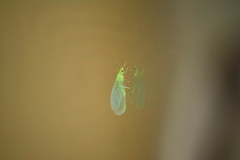 Pseudomallada prasinus