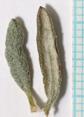 Eriogonum leptocladon