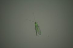 Pseudomallada prasinus