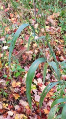 Elymus wiegandii