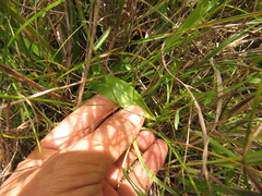 Gomphichis