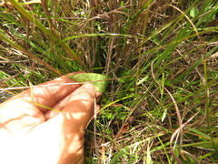 Gomphichis