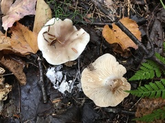 Lactarius mucidus