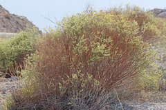 Eriogonum leptocladon