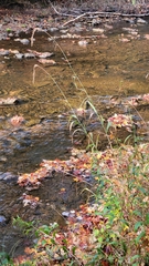 Elymus wiegandii