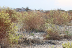 Eriogonum leptocladon