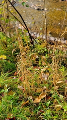 Elymus wiegandii