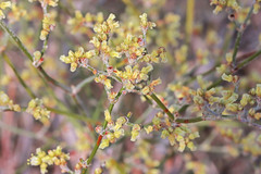 Eriogonum leptocladon