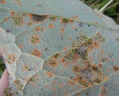 Puccinia poarum
