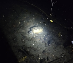 Kinosternon scorpioides scorpioides
