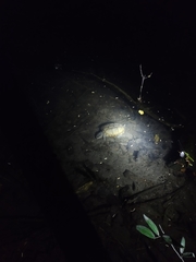 Kinosternon scorpioides scorpioides