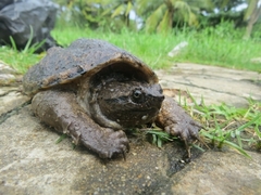 Chelydra rossignonii