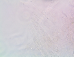 Melanconis stilbostoma