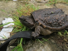 Chelydra rossignonii