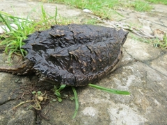Chelydra rossignonii